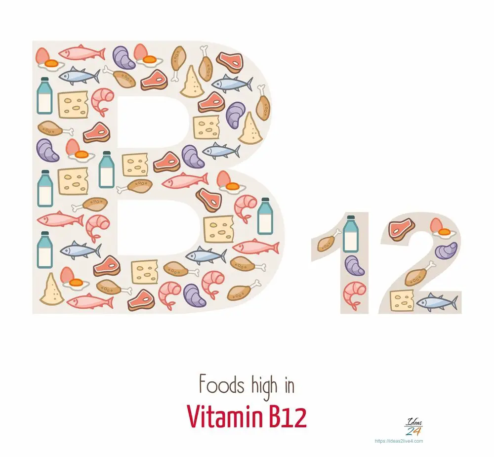Foods highest in vitamin B12
